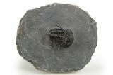Devil Horned Cyphaspis Walteri Trilobite - Mrakib, Morocco #312262-2